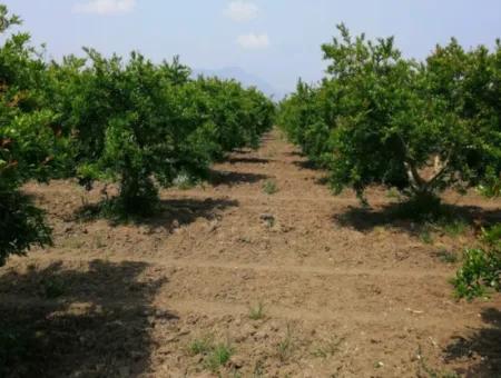 Ortaca Eskiköyde 48 Dönüm Nar Tarlası Satılık