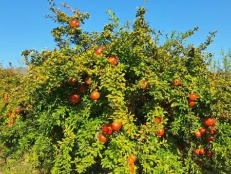 Ortaca Eskiköyde 48 Dönüm Nar Tarlası Satılık