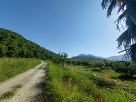 Ortaca Dalyan’da 73,500 M² Yatırıma Uygun Nar Bahçesi Satılık