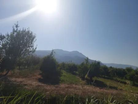 Ortaca Dalyan’da 73,500 M² Yatırıma Uygun Nar Bahçesi Satılık