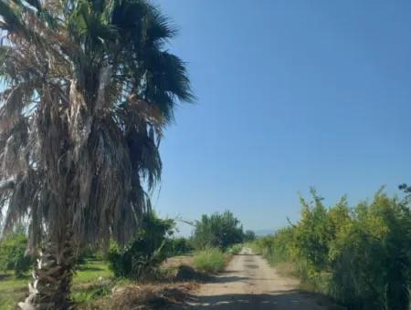 Ortaca Dalyan’da 73,500 M² Yatırıma Uygun Nar Bahçesi Satılık