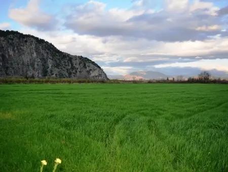 Ortaca Mergenlide Satılık Müstakil Verimli Kelepir Arazi