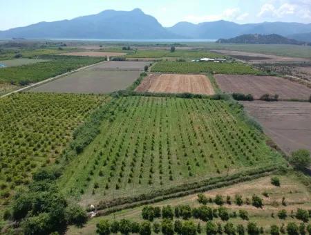 Ortaca Tepearası Nda 13 700 M2 Kelepir Arazi Satılık