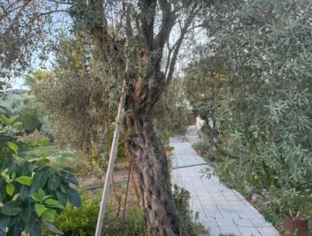 Muğla, Ortaca, Okçularda Konumu İyi  650 M2 Konut  İmarlı Arsa  Satılık