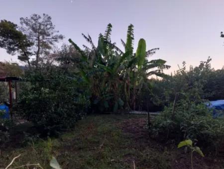 Ortaca Çaylı Da 350 M2 Müstakil Tiny House Uygun Arazi Satılık