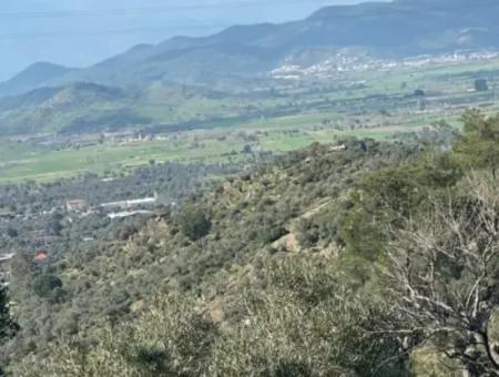 Muğla Milas Da 5 800 M2 Tek Tapu Müstakil Parsel Arazi Satılık