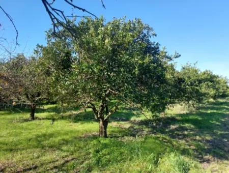 Ortaca  Okçular Da 1000 M2 Müstakil Arsa 250 M2 İnşaat Hakkı Olan Satılık Veya Ortaca Dan  2-3 Daire İle Takas Olur