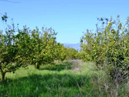 Ortacada Satılık Kelepir Limon Bahçesi